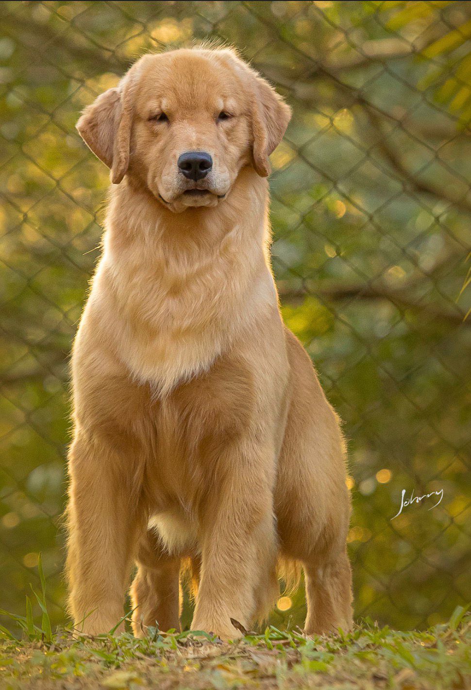 Exemplar Winkel's Golden